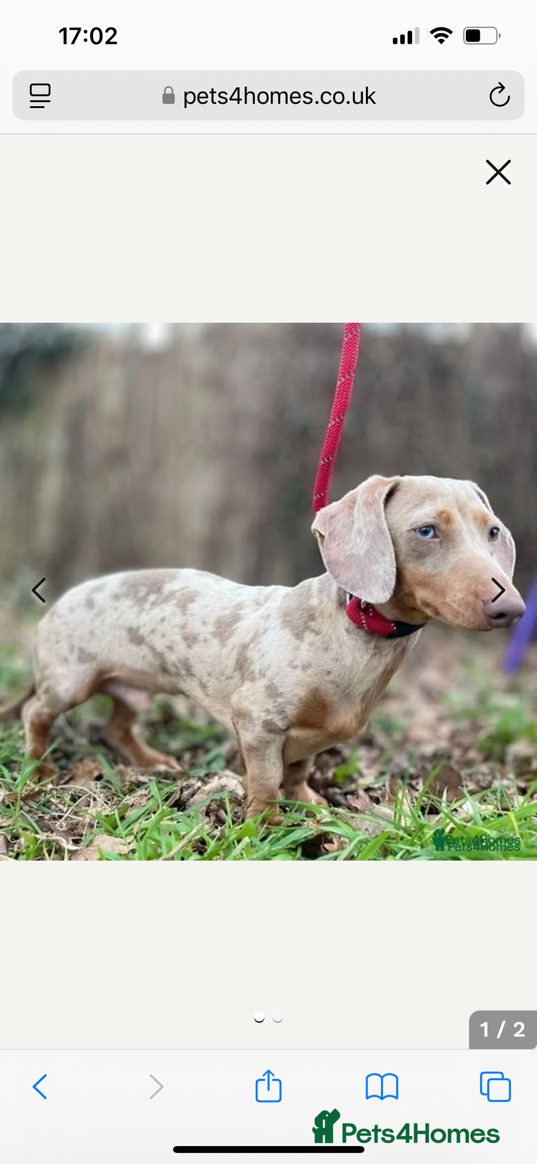 Miniature Dachshund dogs for sale: Miniature Dachshund - 1 Black and tan girl left - Image 24