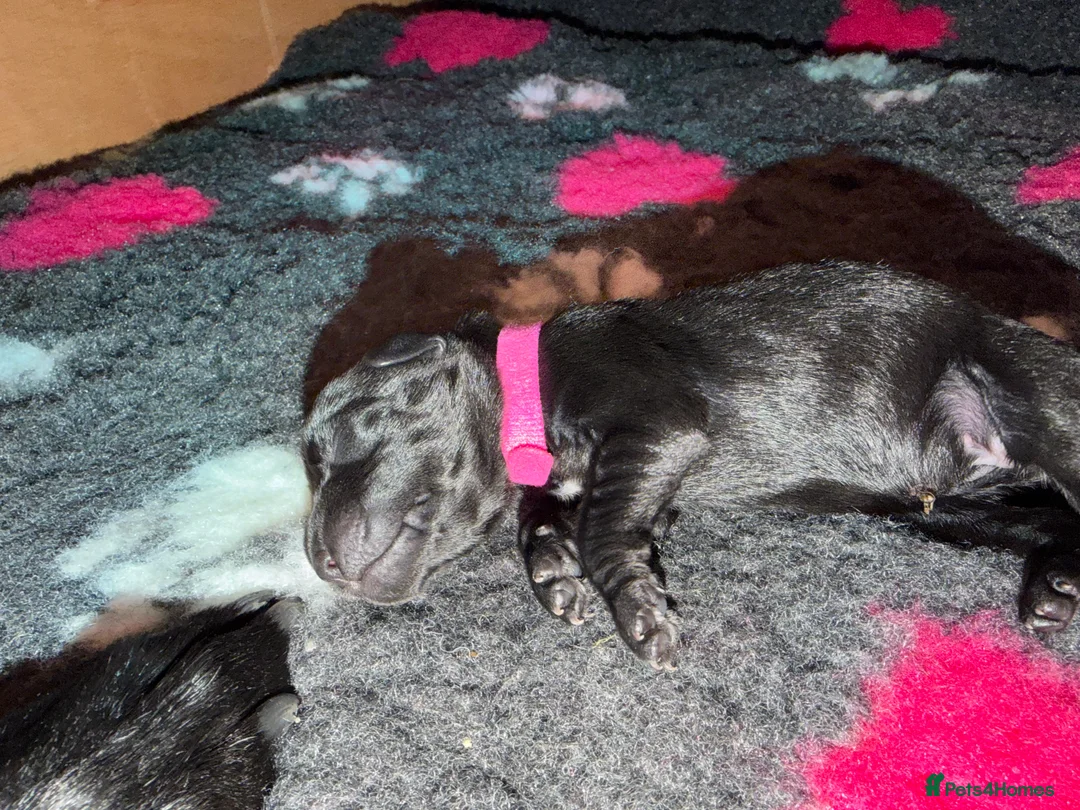 Labrador Retriever dogs for sale: Working Labrador puppies  in Newport - Advert 2
