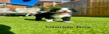 Orange - Bertty