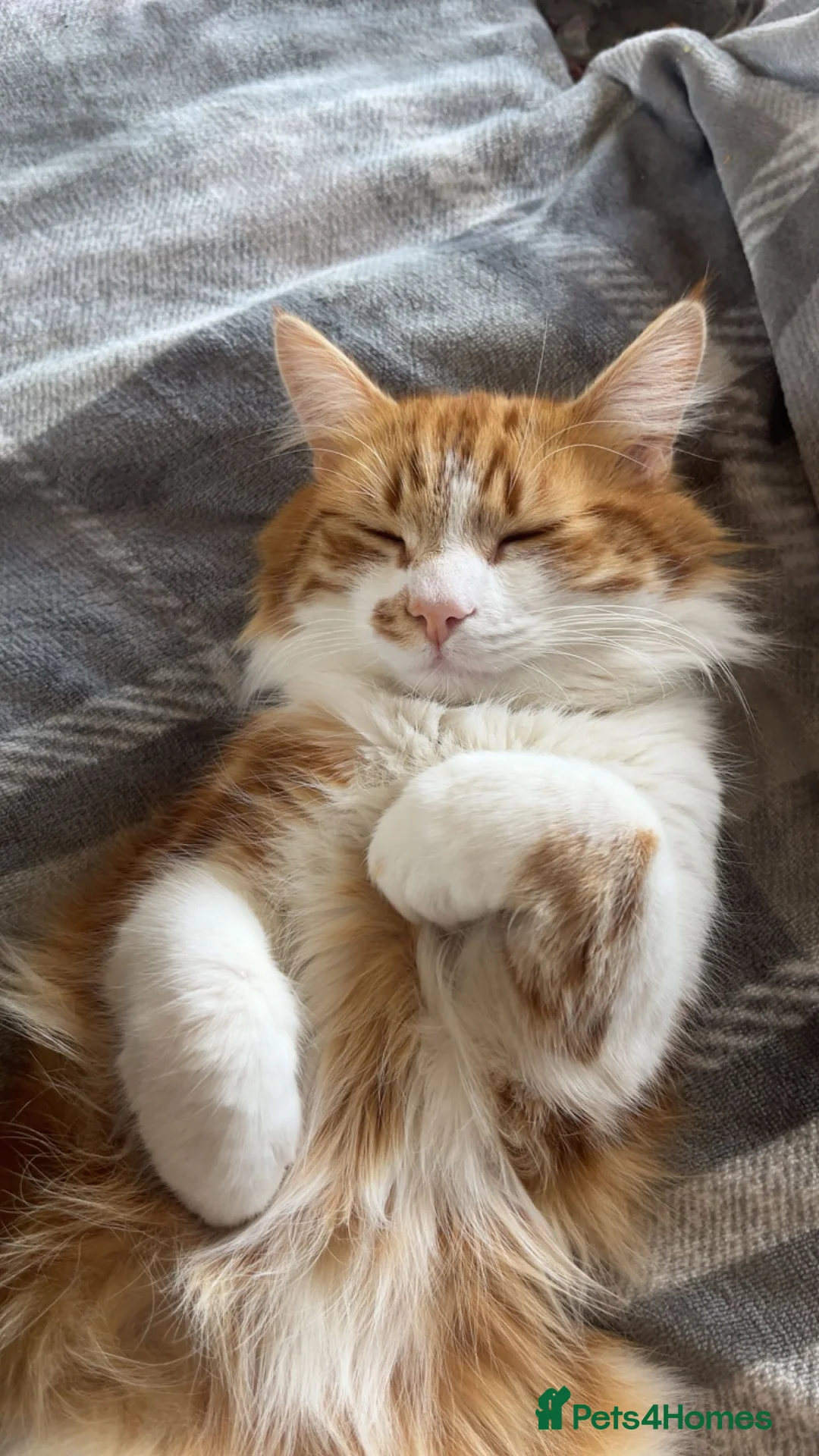 Mixed Breed cats for sale: Half Maine coon kittens calico  - Advert 8