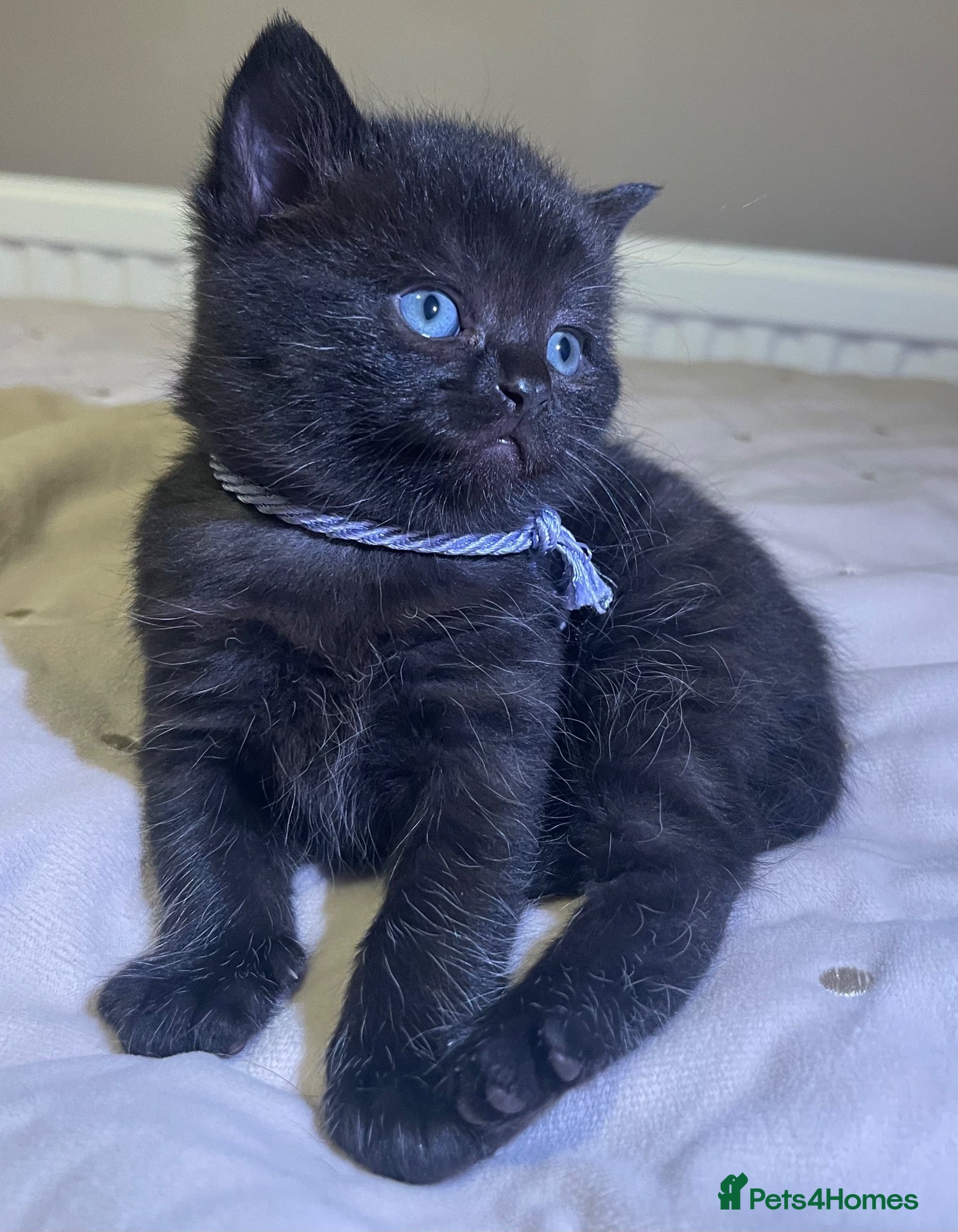 Mixed Breed cats The Little Pumpkin Patch Litter - 1 girl & 5 boys - Advert 5