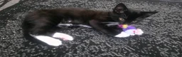 Mixed Breed cats for sale: 2 Beautiful Boys Looking for Forever Homes 🐱🐱 - Advert 13