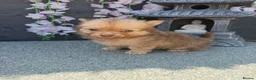 Pomchi dogs for sale: Last 2 boys family raised Pomchi puppies 💗 - Advert 3