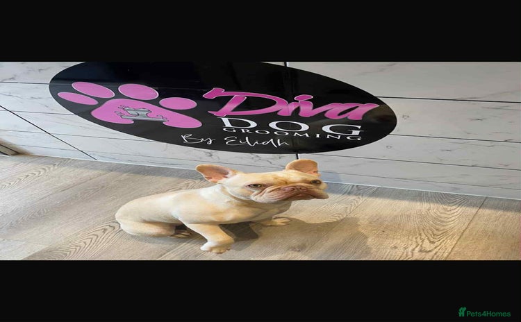 French Bulldog dogs - Advert 1