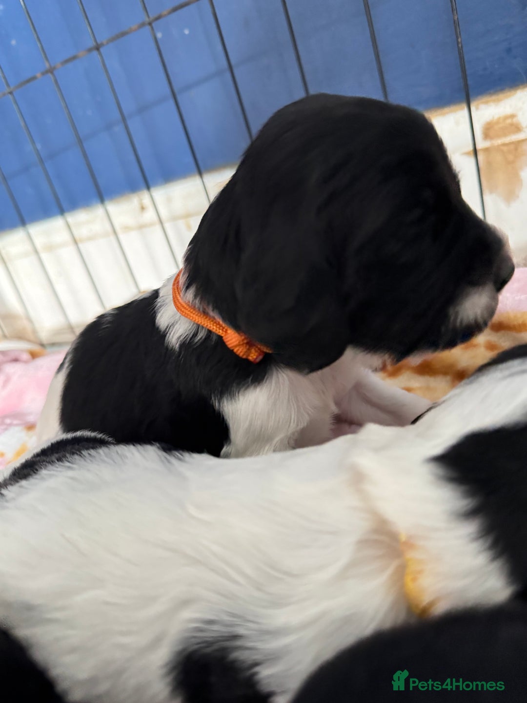 Sprocker dogs for sale: Beautiful Sprocker spaniel puppies ALL GIRLS - Image 10