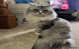 Maine Coon cats for sale: Ciri  - Image 2