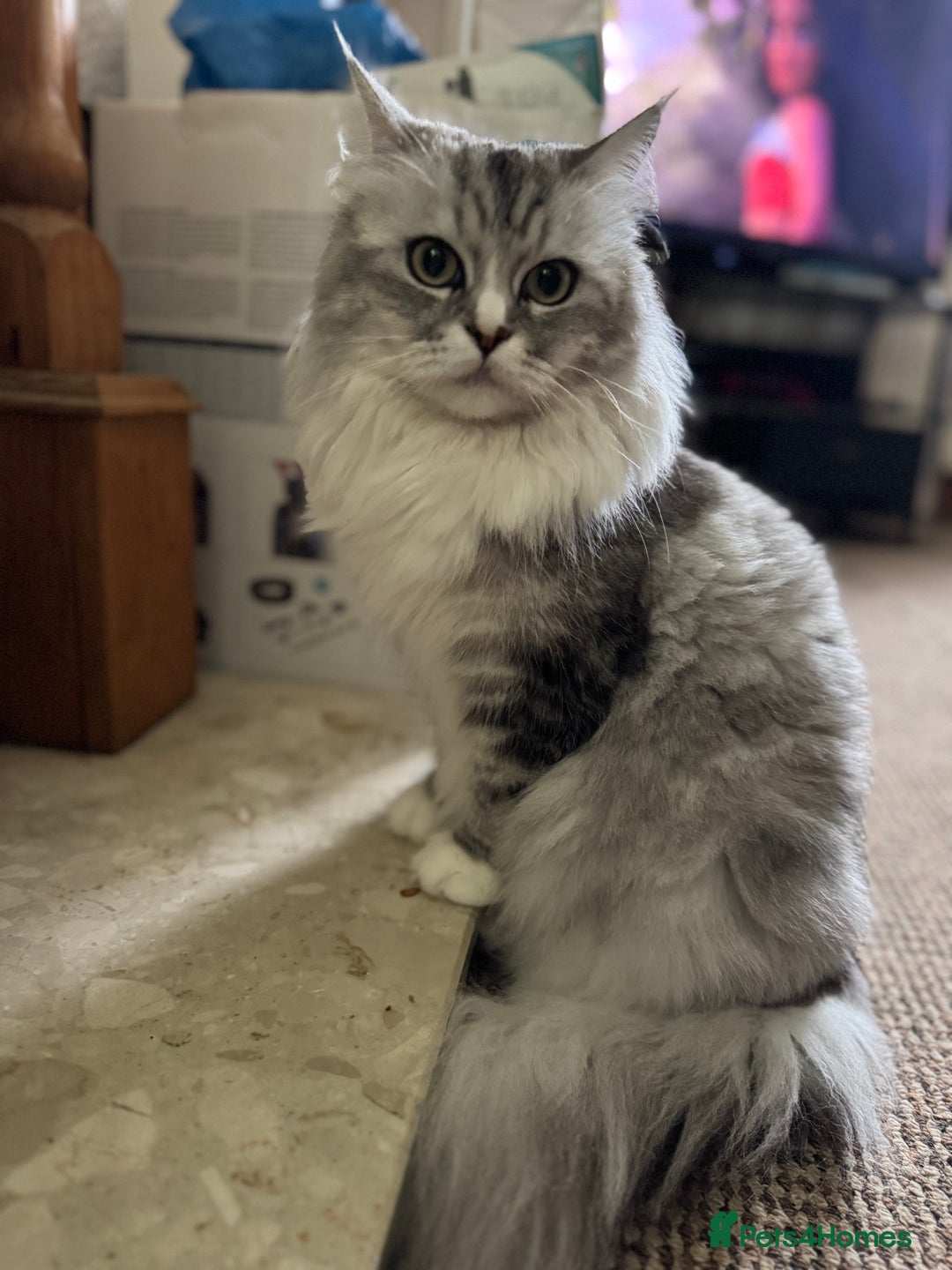 Maine Coon cats for sale: Ciri  - Image 2