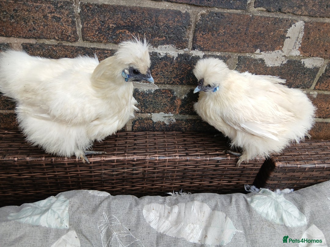 Chickens poultry for sale: 2 beautiful bantams silkies ladies  - Image 1
