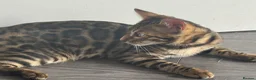 Bengal cats for sale: 2 Bengals Kittens Left ✨ in Southam - Advert 20
