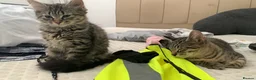 Siberian cats for sale: Siberian Beauty - Advert 4
