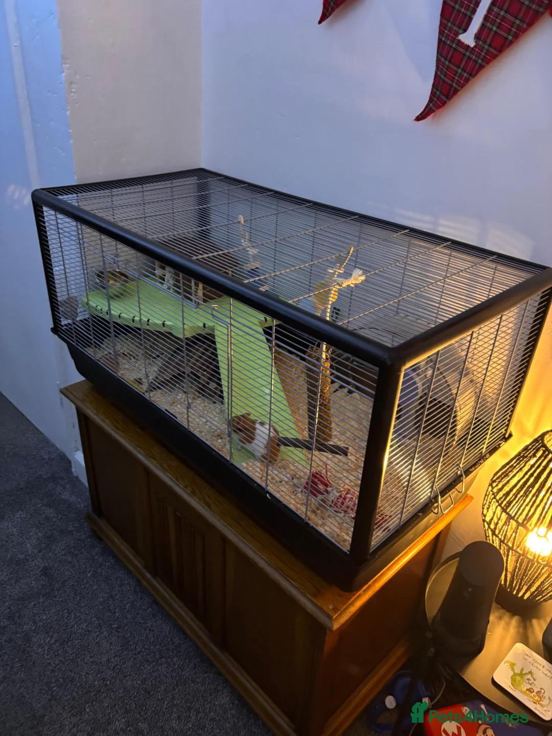 Hamster rodents for sale: Hamster - female in Newcastle - Advert 1