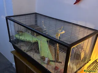 Hamster rodents Hamster - female - Advert 3