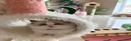 Ragdoll cats for sale: Stunning champion line Ragdoll kittens - Advert 7