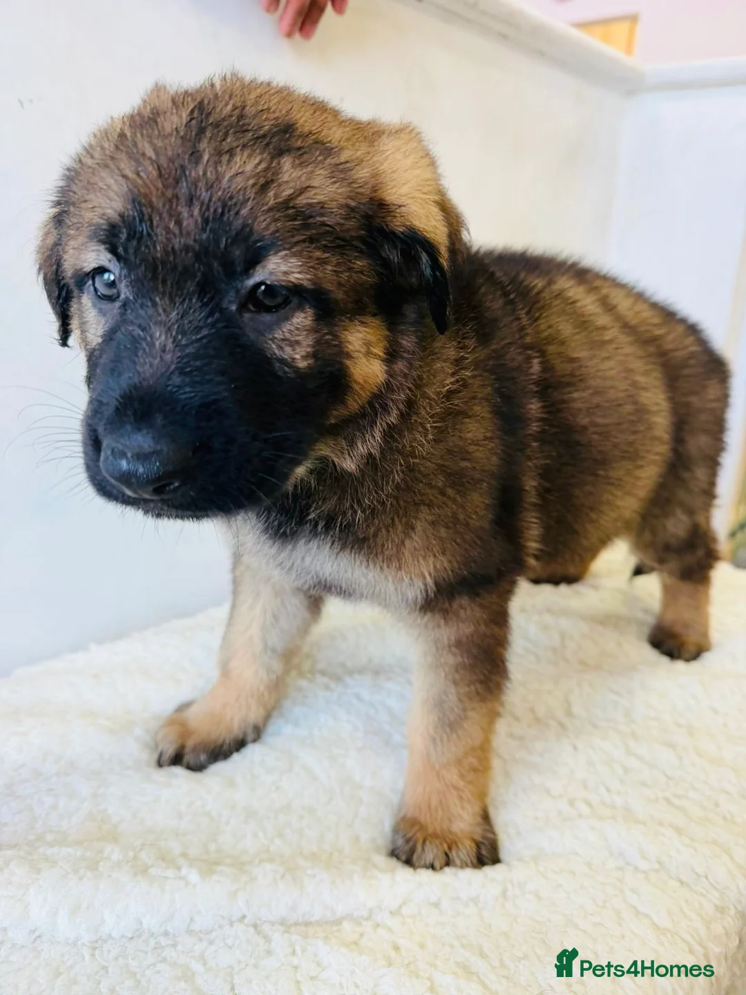 German Shepherd dogs for sale: DDR Working Line GSD Puppies Rare Working Lines - Advert 15