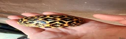 Tortoise reptiles for sale: Indian star tortoise - Advert 12