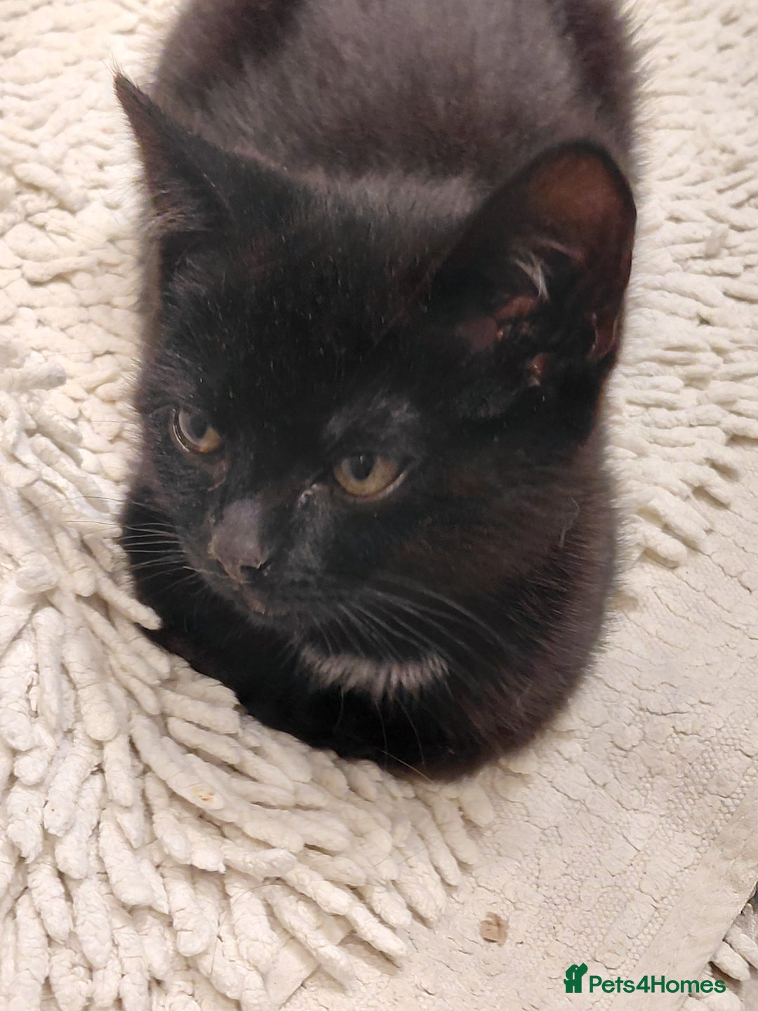 Bombay cats for sale: Kittens for sale - Advert 6