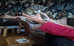 Mixed Breed cats for sale: Beautiful marked  friendly kittens  - Image 5