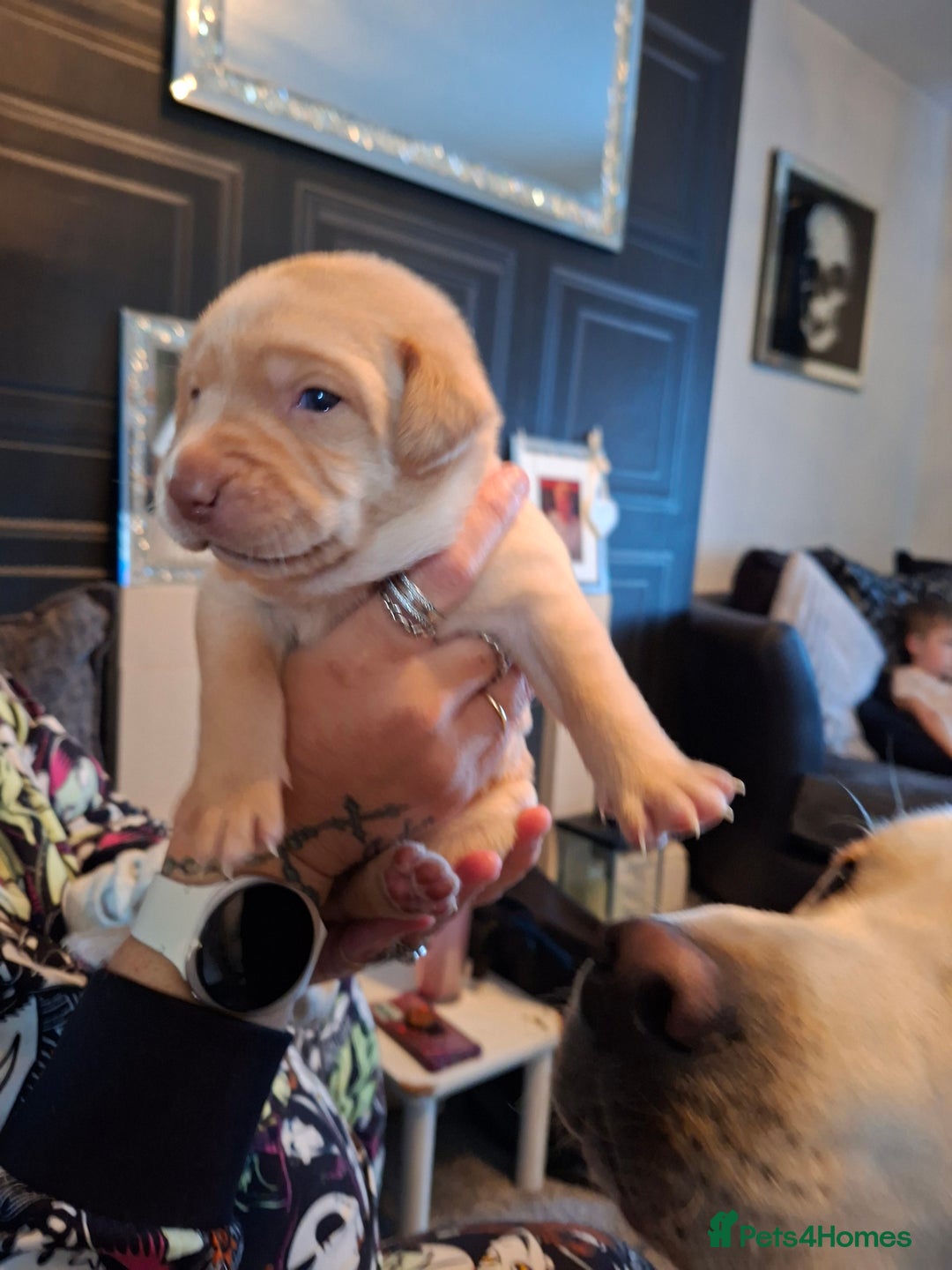 Labrador Retriever dogs for sale: Labrador puppies - Image 5
