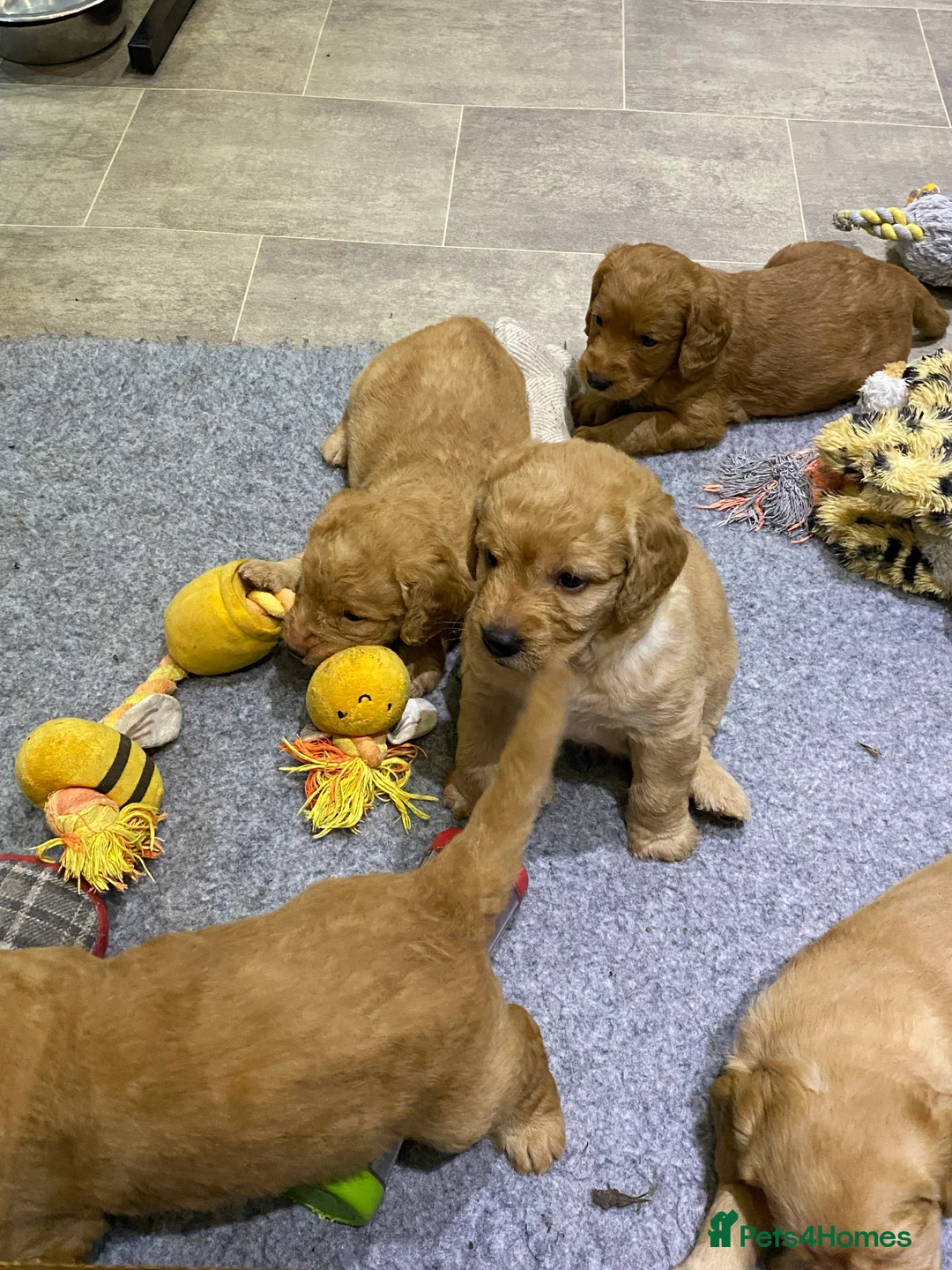 Labradoodle dogs for sale: F1 Red Miniature Labradoodles  - Advert 17