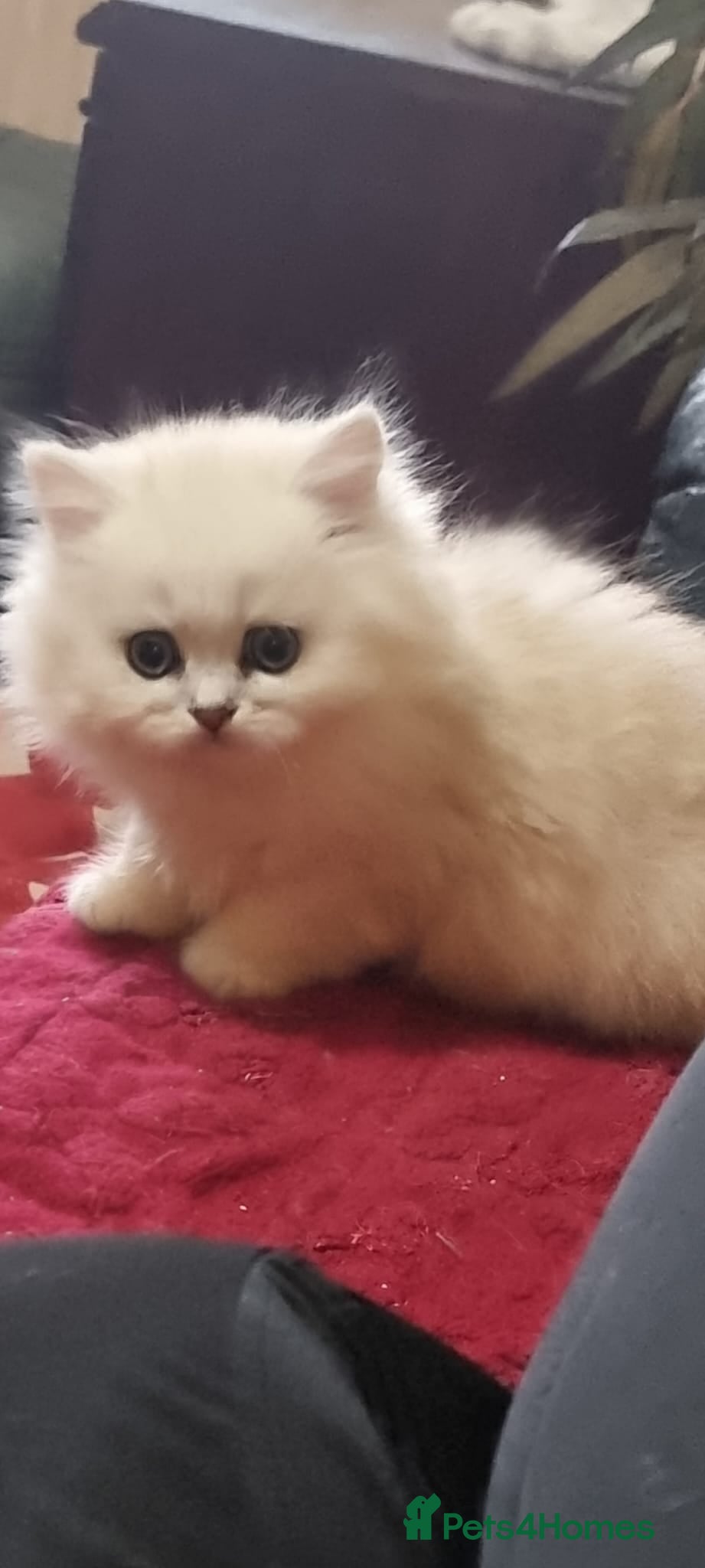 Persian cats Persian chinchilla kitten - Advert 4