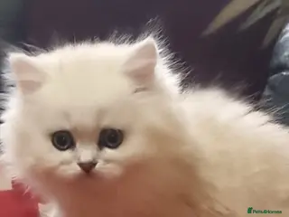 Persian cats Persian chinchilla kitten - Advert 7