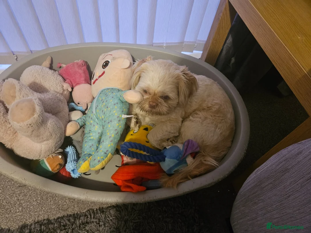 Shih Tzu dogs for stud: Benji  - Advert 2