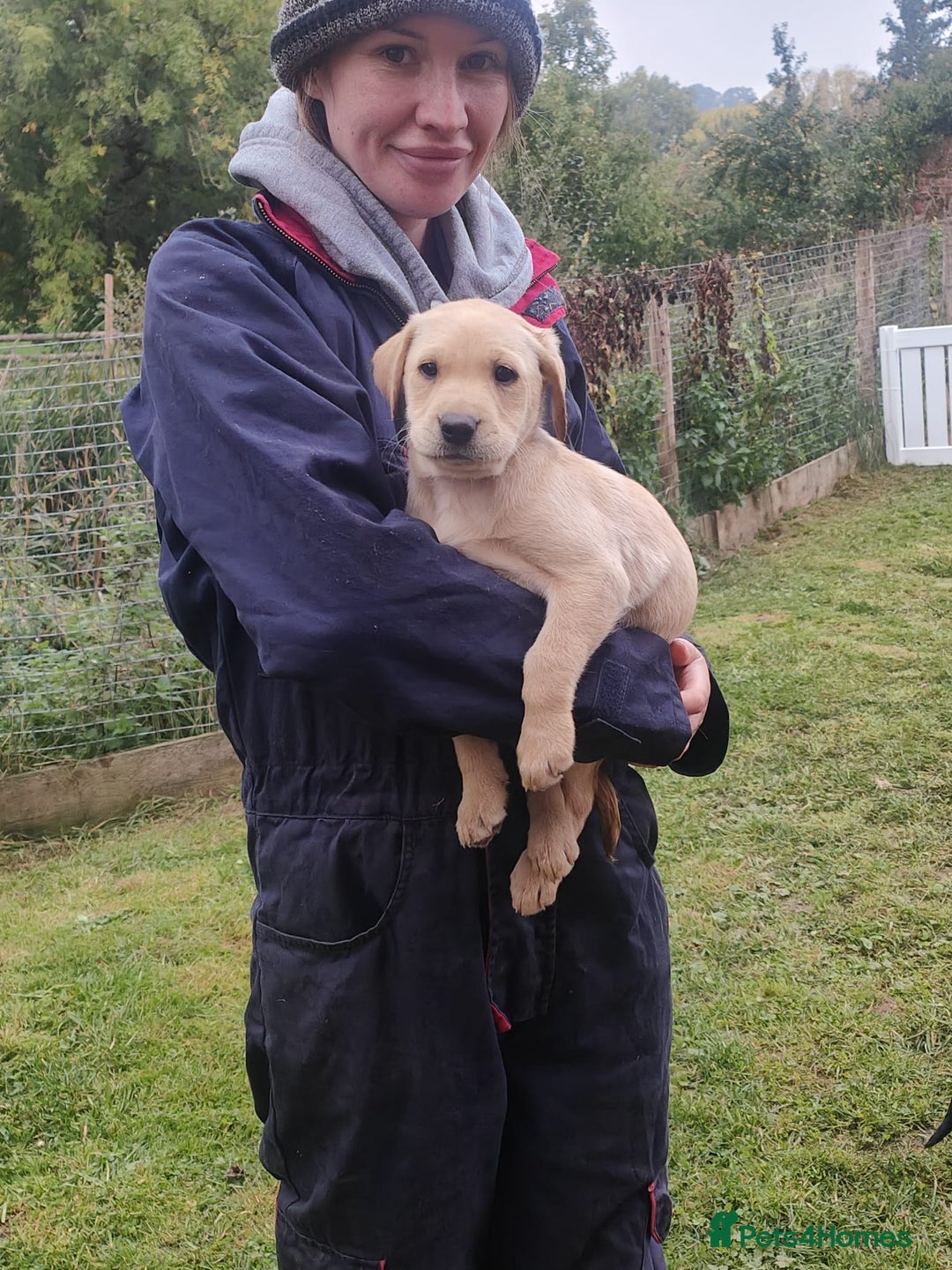 Labrador Retriever dogs for sale: Exceptional FTCHAMPION Labrador Retriever Puppies - Image 8