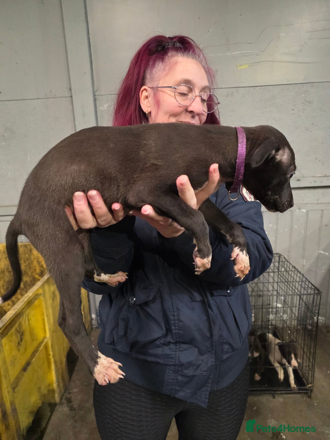 Mixed Breed dogs for sale: Saluki bullgreyhound x bedlington whippet - Advert 5