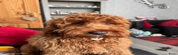 Cockapoo dogs for sale: F1 MINIATURE  SHOW-LINE COCKAPOO PUPPIES  - Advert 20