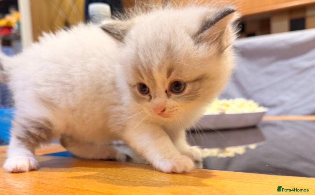 Ragdoll cats for sale: Ragdoll kittens - Image 8