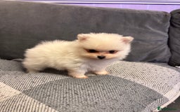 Pomeranian dogs for sale: Gorgeous Pomeranian puppies - Image 19