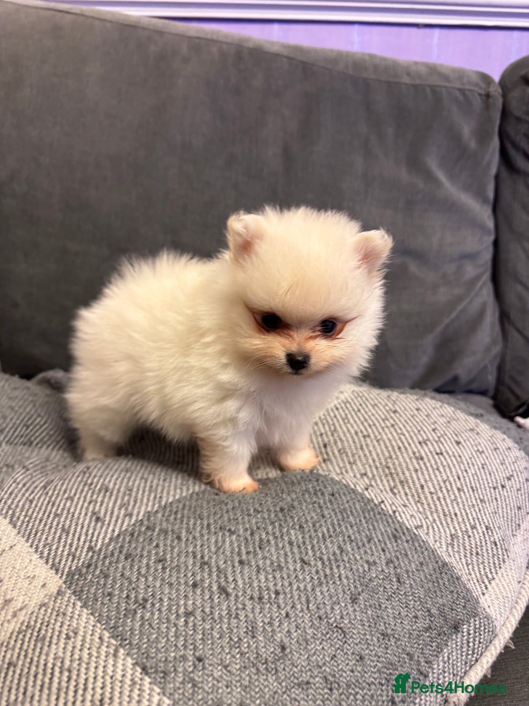 Pomeranian dogs for sale: Gorgeous Pomeranian puppies - Image 19