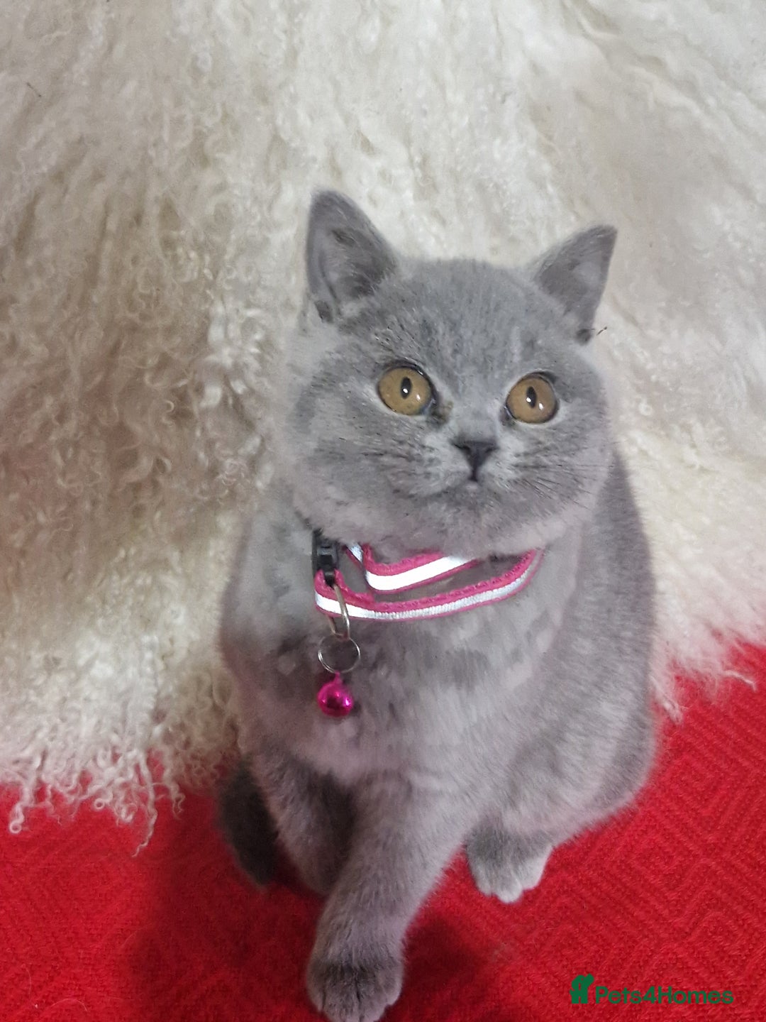 British Shorthair cats for sale: British shoort hair blue kittens for sale  - Advert 5
