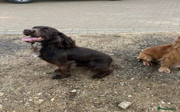 Cocker Spaniel dogs for stud: Liver Cocker Spaniel at Stud - Image 4