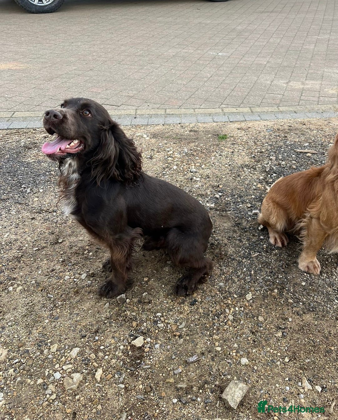 Cocker Spaniel dogs for stud: Liver Cocker Spaniel at Stud - Image 4