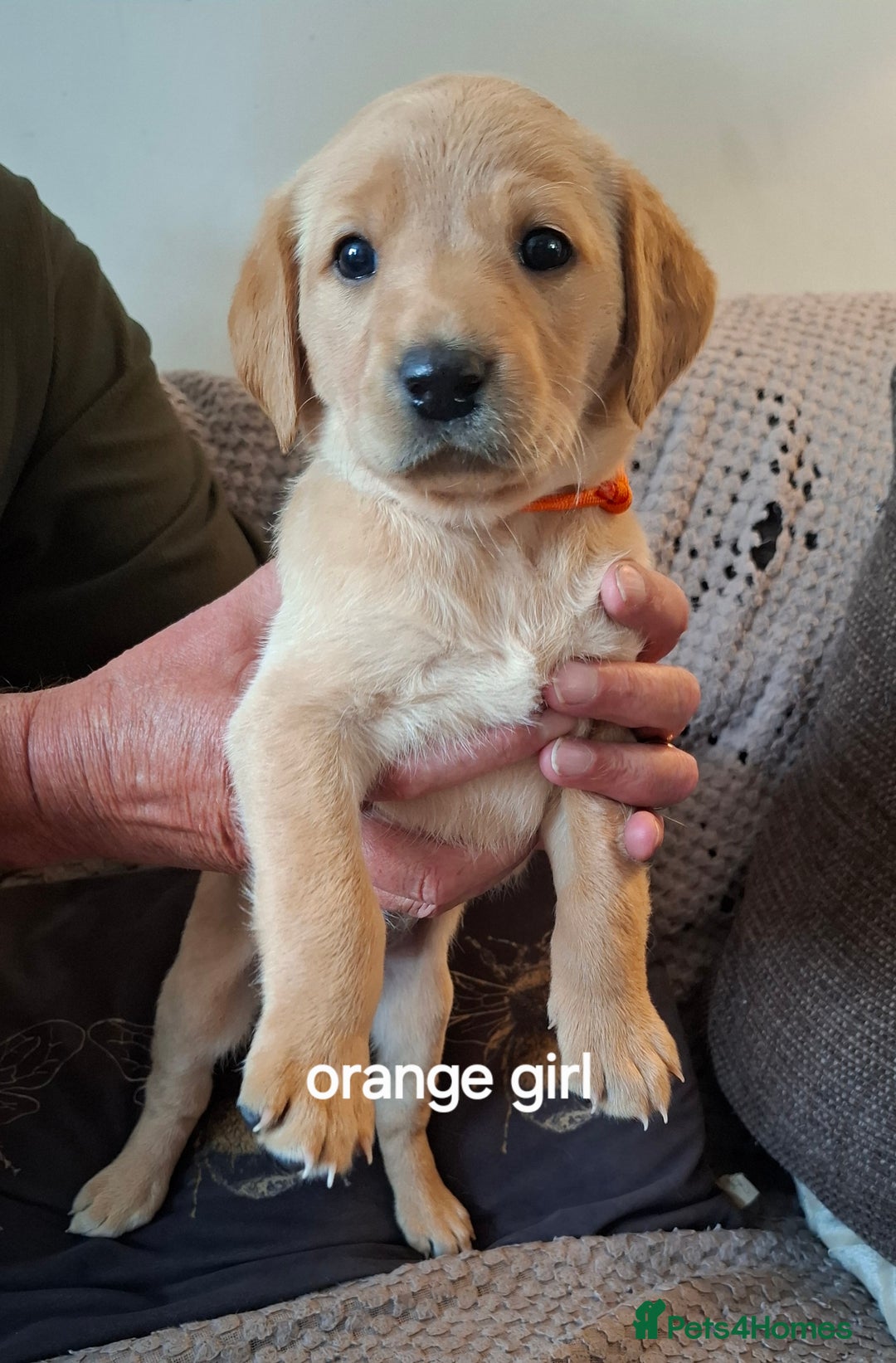 Labrador Retriever dogs for sale: Mix of fox red and yellow labrador puppies - Image 7