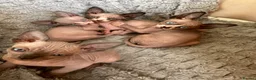 Sphynx cats for sale: 4 beautiful sphynx kittens for sale  - Advert 6