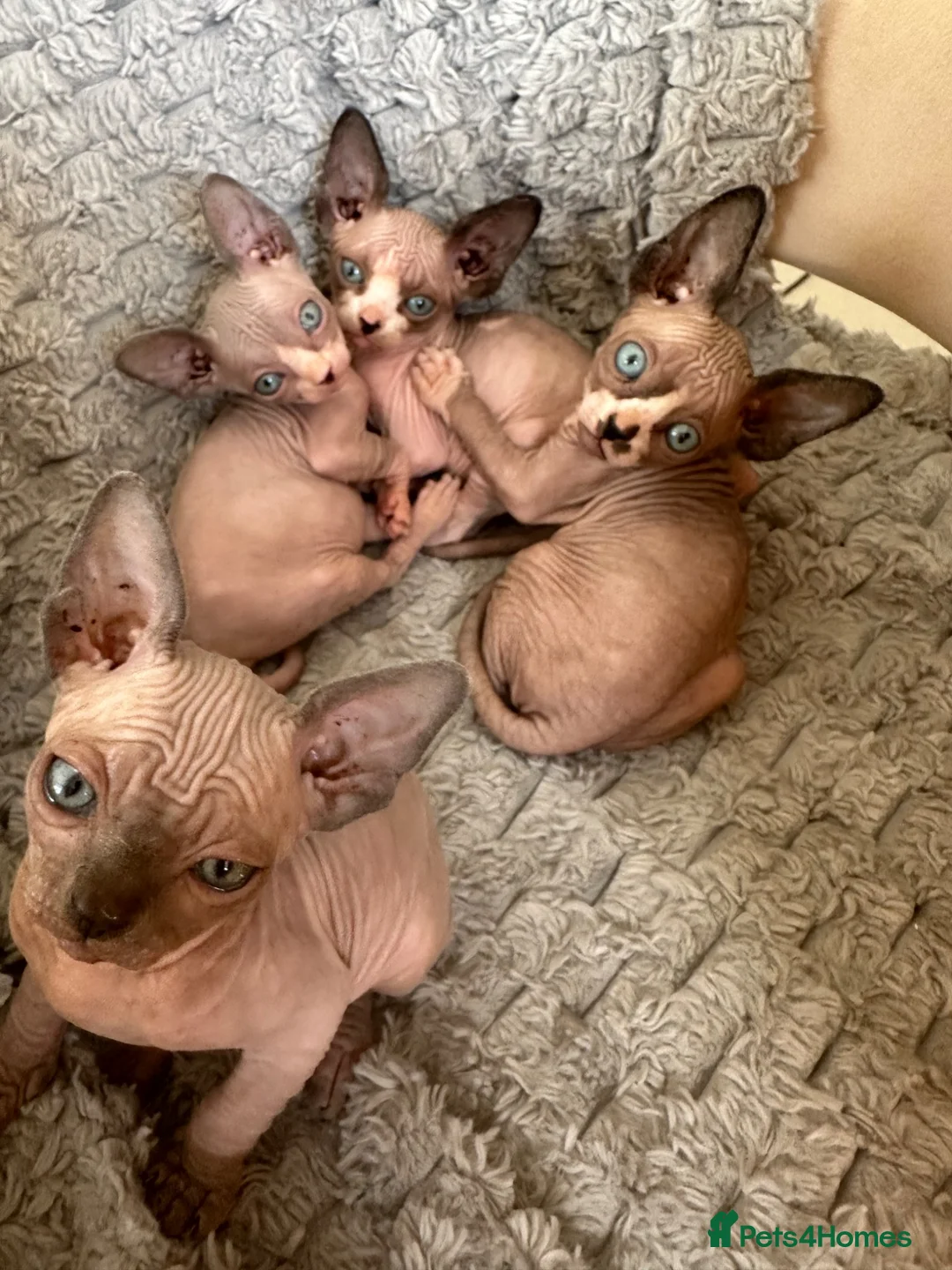 Sphynx cats for sale: 4 beautiful sphynx kittens for sale  - Advert 6