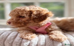 Cavapoo dogs for sale: F1b health tested cavapoo - Image 19