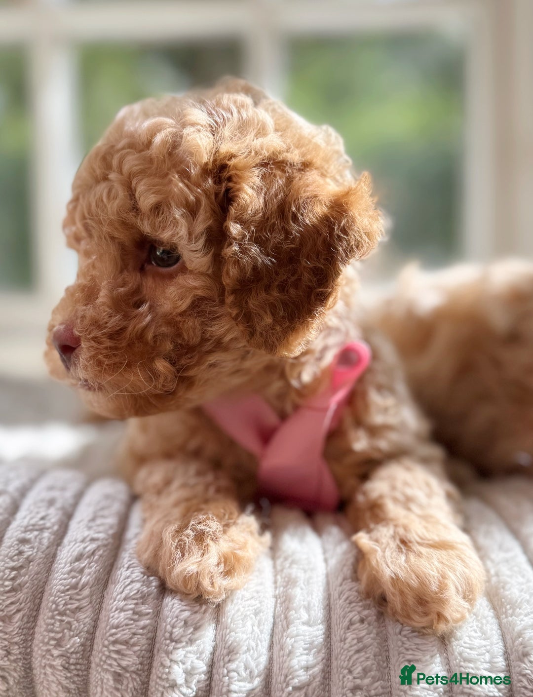Cavapoo dogs for sale: F1b health tested cavapoo - Image 19