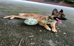 German Shepherd dogs for sale: German Shepard / Belgian Malinois Male Dog - Image 1