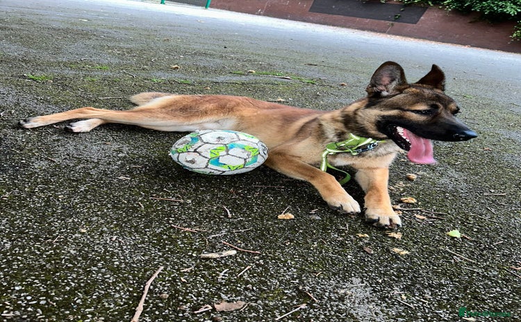 German Shepherd dogs - Advert 1