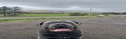 Cane Corso dogs for stud: PROVEN! Caesar the cane corso - Advert 4