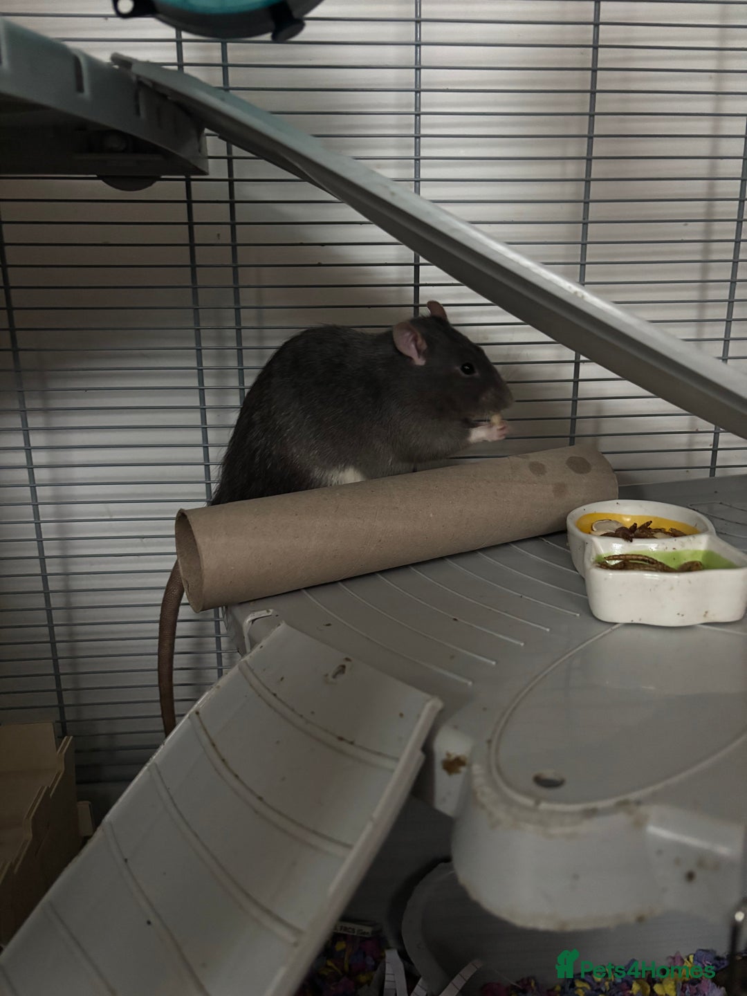 Rat rodents for sale: 2 friendly male rats for sale - Advert 3