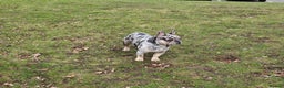 French Bulldog dogs for stud: Stunning blue merle 2year old stud - PROVEN in Lichfield - Advert 10