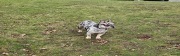 French Bulldog dogs for stud: Stunning blue merle 2year old stud - PROVEN in Lichfield - Advert 10