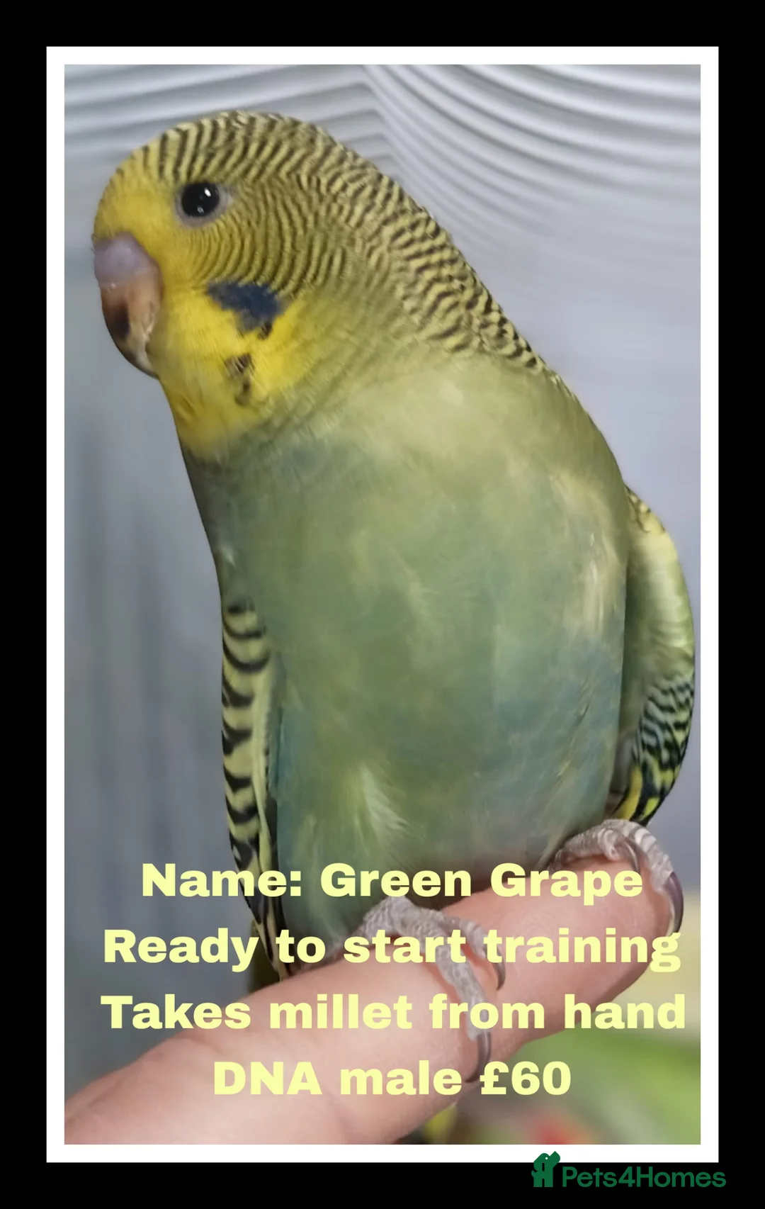 Budgerigars birds for sale: Superb home bred beautifully coloured baby budgies - Advert 2