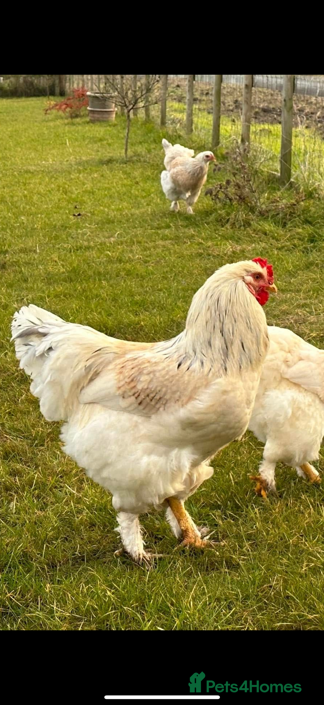 Chickens poultry for sale: Looking for new home for 1 cockerel with his hens  - Advert 1
