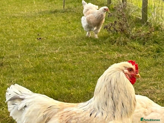 Chickens poultry Looking for new home for 1 cockerel with his hens - Advert 1