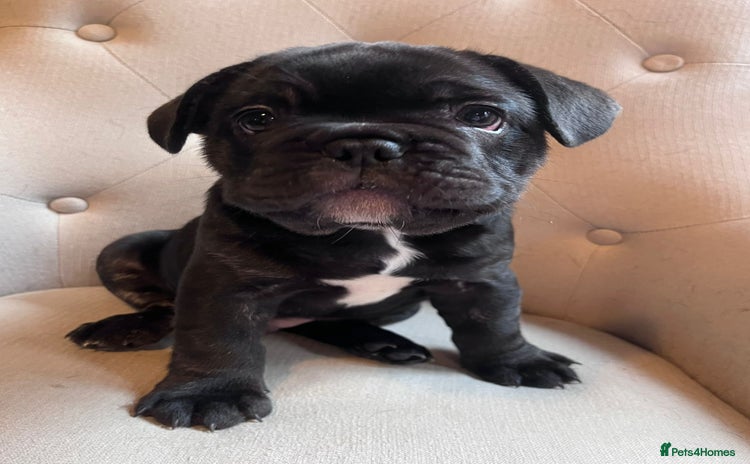 French Bulldog dogs French Bulldog Male Puppies - Advert 1